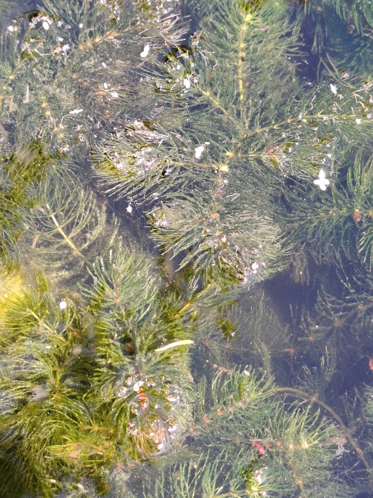 Zuurstofplanten Hoornblad., Ophalen, Gebruikt