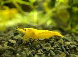 yellow garnaal €3,00, Vis, Zoetwatervis