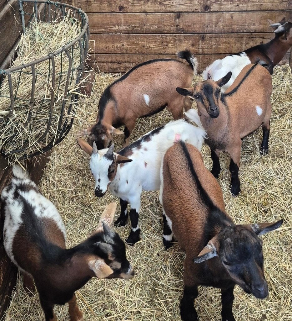 Te Koop of te Huur/Leen mooie dek rijpe Dwerg Geit bokjes, Dieren en Toebehoren, Mannelijk, Geit, 0 tot 2 jaar