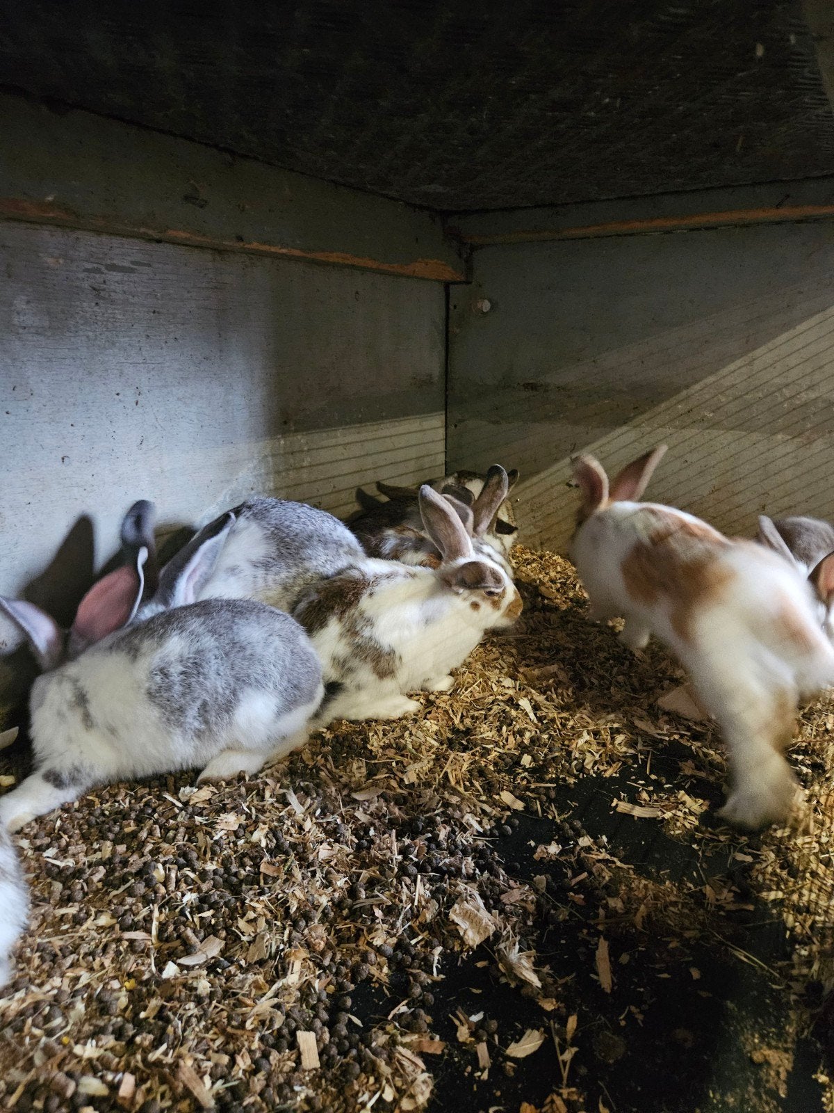 dieren, Boeken, Ophalen, Konijnen of Knaagdieren
