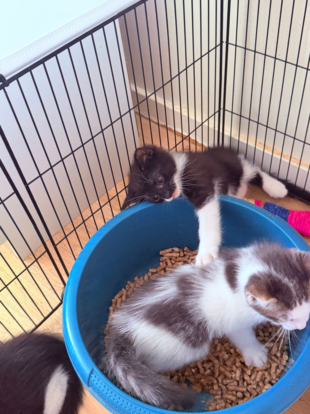 Foto 12 van Kittens mogen het nestje verlaten.