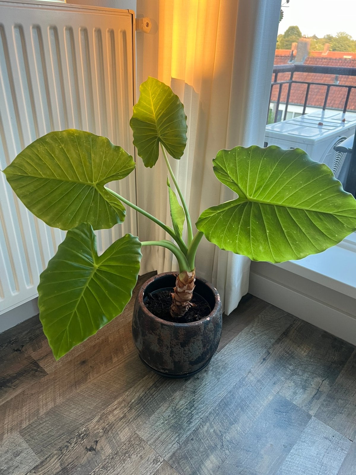 Alocasia (Olifantsoor), Volle zon, Vaste plant, Bloeit niet, Ophalen