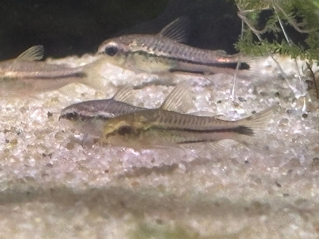 Gastrodermus (Corydoras) Pygmaeus, Dieren en Toebehoren, Vis, Zoetwatervis