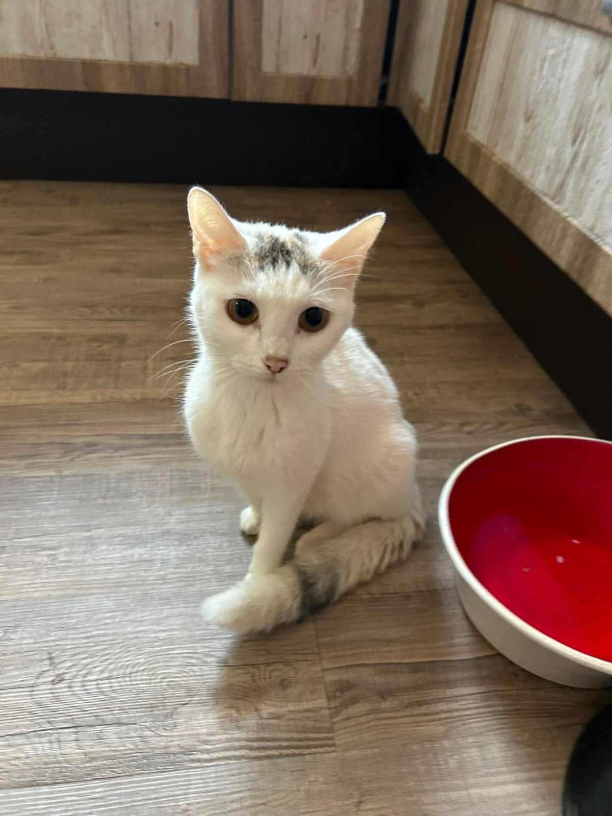 Lieve poes, Dieren en Toebehoren, Poes, Kortharig, 3 tot 5 jaar
