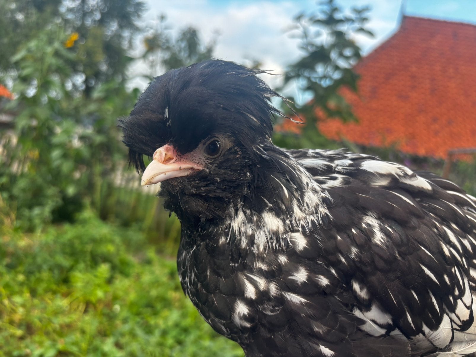 Gratis Verschillende rassen en kleuren kriel haantjes, Mannelijk, Kip