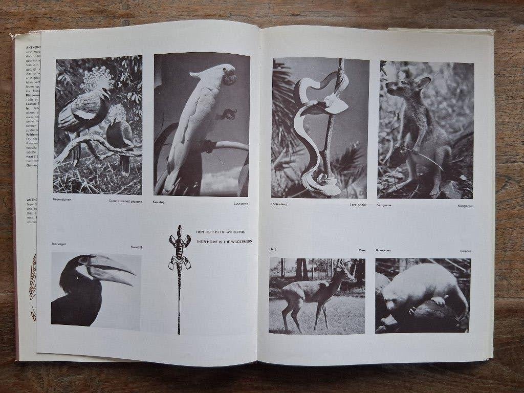 Beeld van Nieuw Guinea / New Guinea to-day	[305], Gelezen, Anthony van Kampen, Maatschappij en Samenleving, Ophalen of Verzenden
