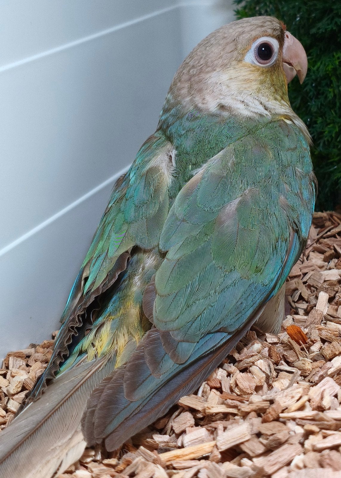 pyrrhura molinae pop, Dieren en Toebehoren, Vogels | Parkieten en Papegaaien, Vrouwelijk, Parkiet, Geringd