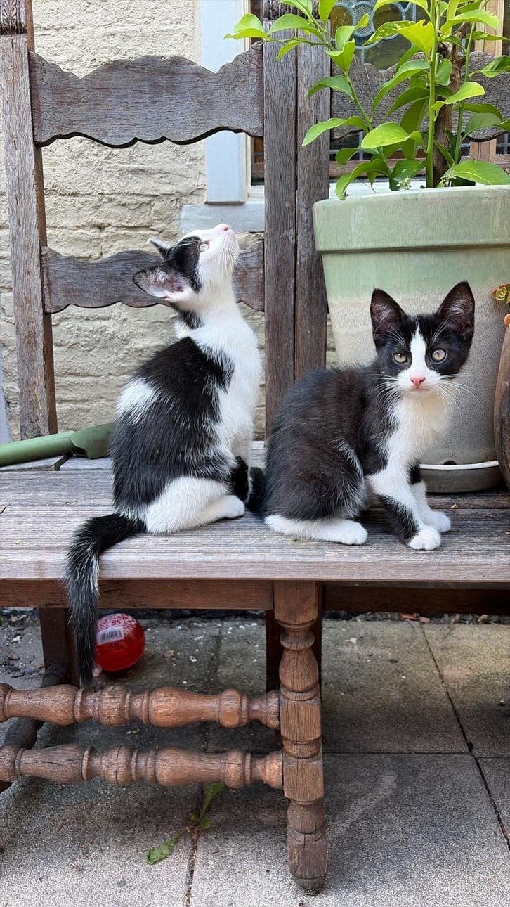 Katertjes 13 weken oud zoeken goudenmandje, Kater, Kortharig, 0 tot 2 jaar