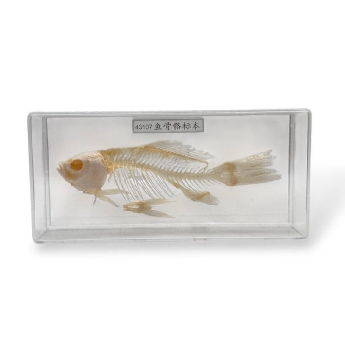 Vissen skelet in plastic box, Educatief model, Ophalen of Verzenden, Gebruikt