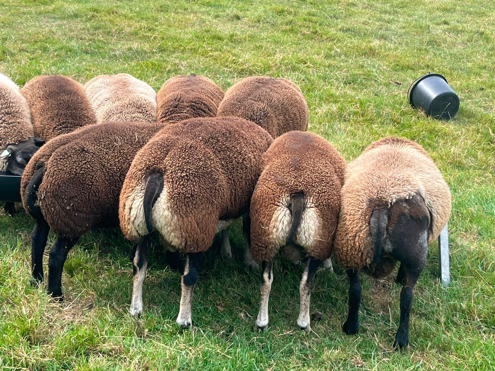 Dassenkop en blauwe Texelaar rammen, Dieren en Toebehoren, Mannelijk, Schaap, 0 tot 2 jaar