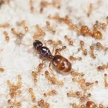 Pheidole pallidula 1 queen, 10-20 werksters, Mieren