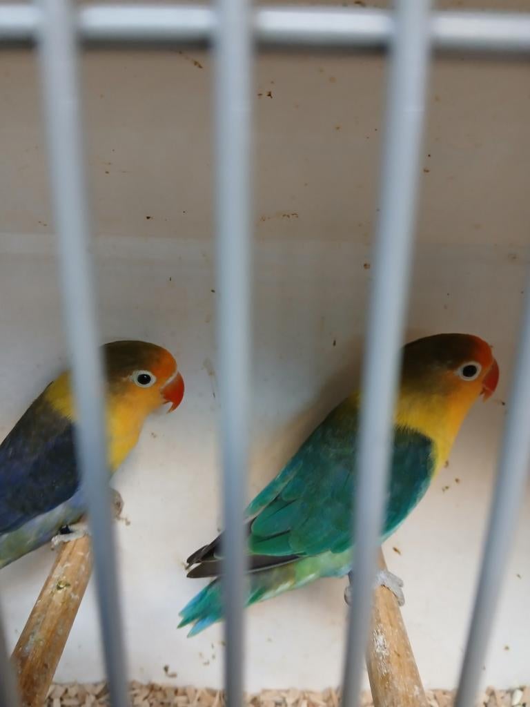 Agapornis fischeri, Dieren en Toebehoren, Meerdere dieren, Dwergpapegaai of Agapornis, Geringd