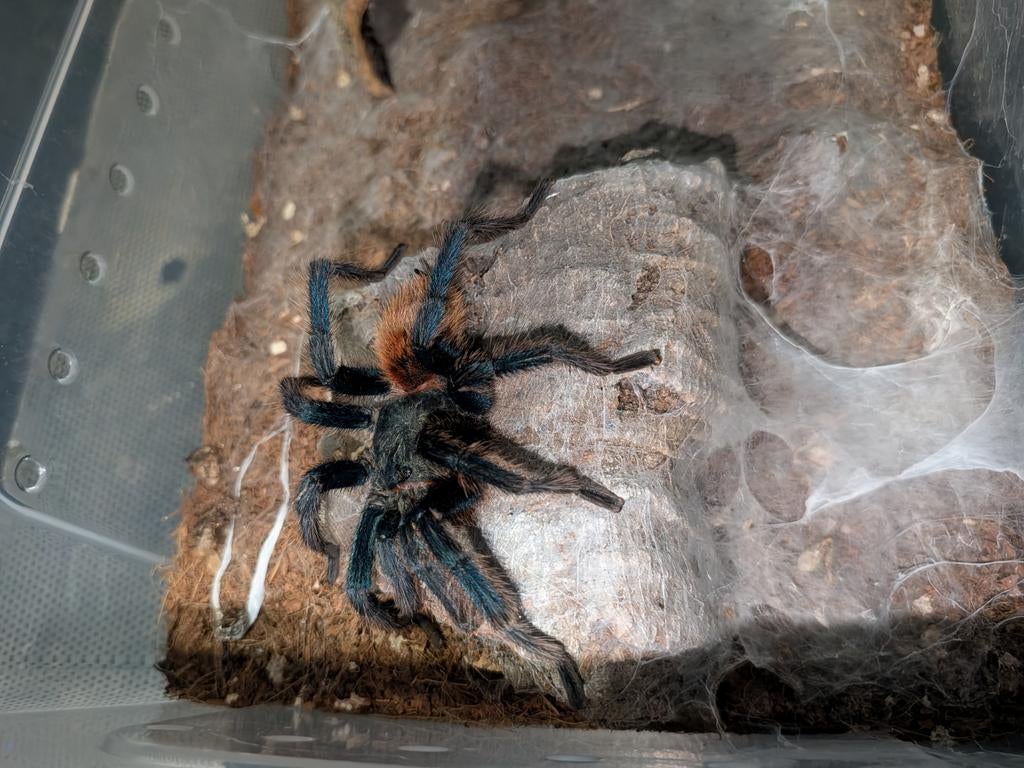 Chromatopelma cyaneopubescens, Overige soorten