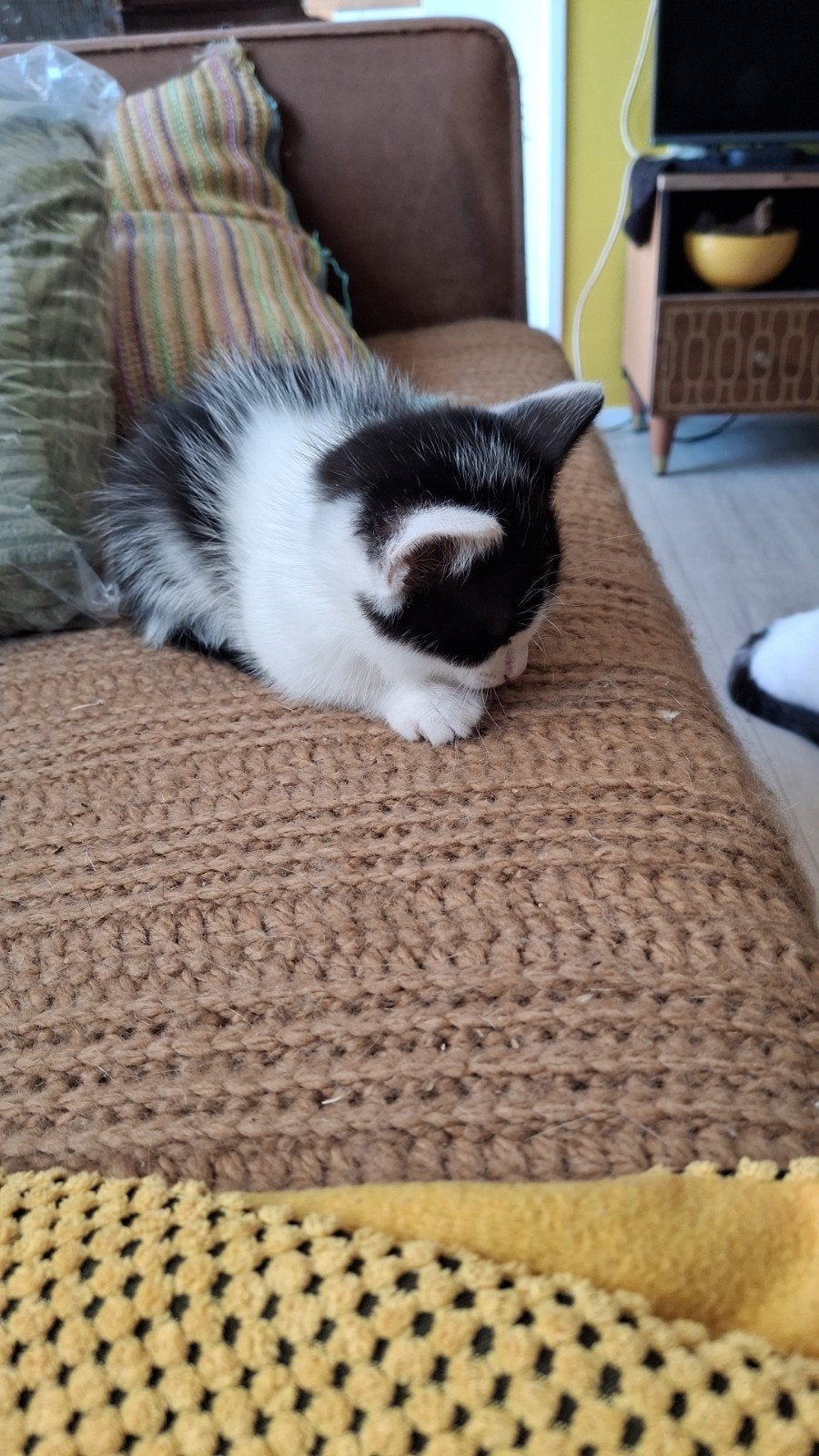 Prachtige Speelse Kittens, Meerdere dieren