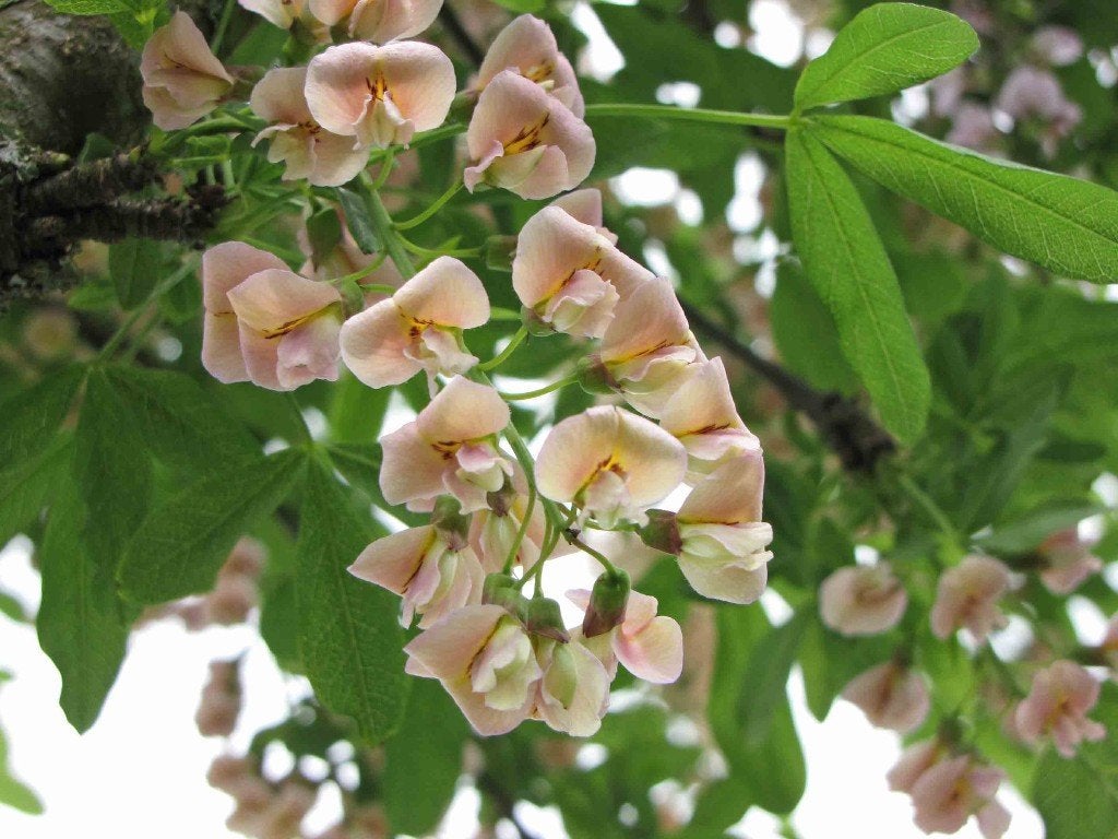 Laburnocytisus adamii – Unieke en Zeldzame Chimære Boom, Lente, 100 tot 250 cm, Volle zon, In pot