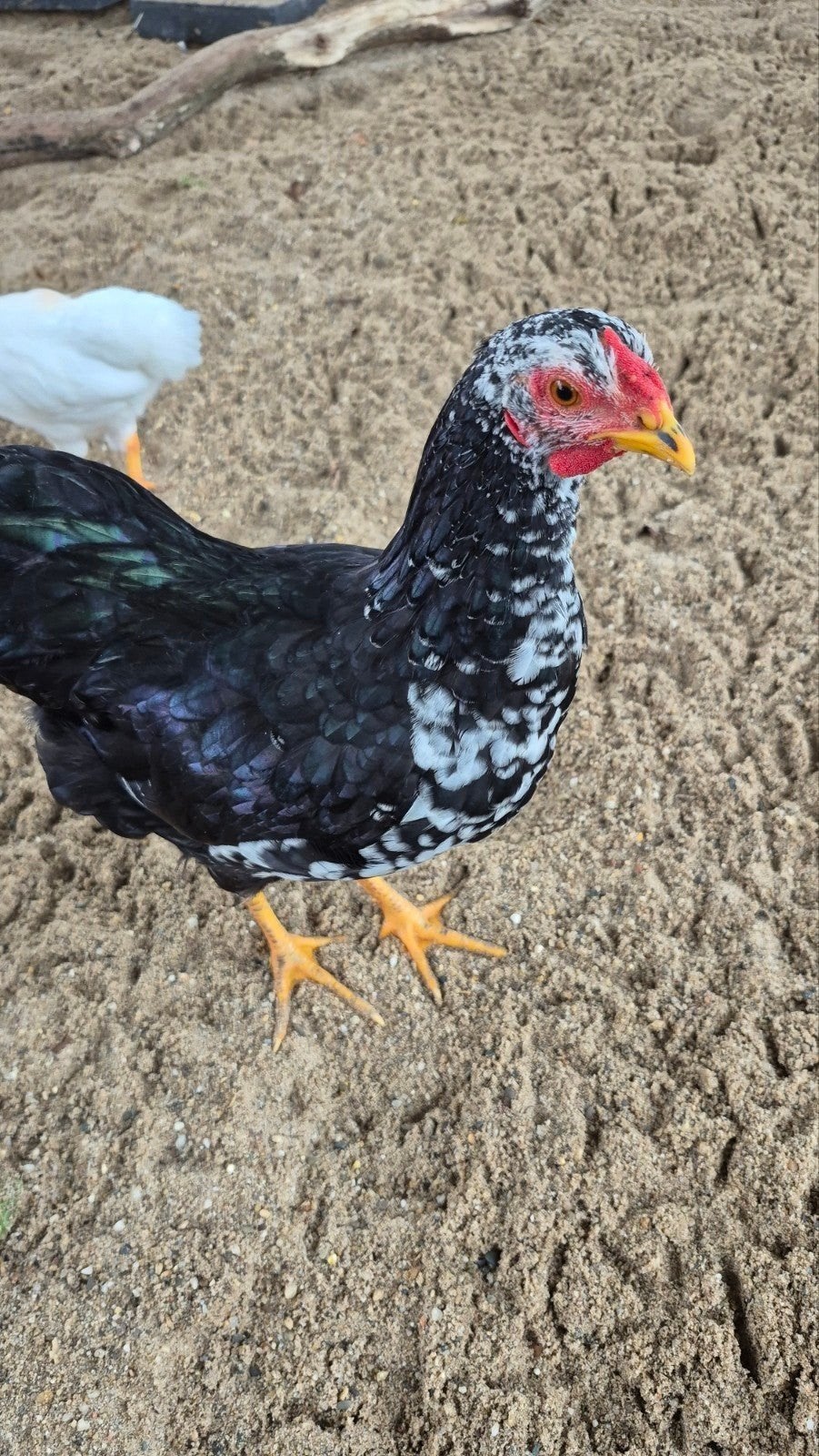 wyandotte haan kriel ruim 3 mnd, Mannelijk, Kip