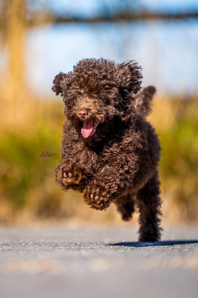 Special Toy Poodle man — Dark Chocolate Brown, Poedel, Reu, 8 tot 15 weken, CDV (hondenziekte)