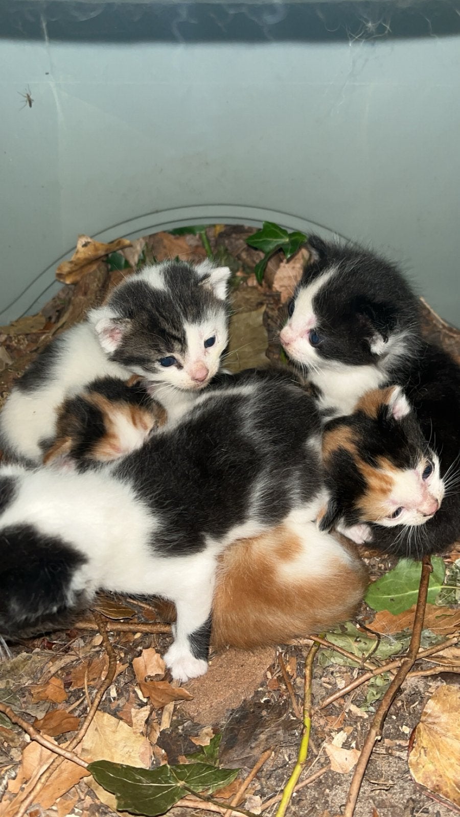 2. Poesjes en 2 katers te koop!, Dieren en Toebehoren, Meerdere dieren, 0 tot 2 jaar