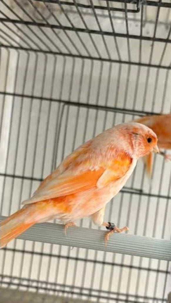 Te koop: Twee kanaries, Dieren en Toebehoren, Meerdere dieren, Kleurkanarie