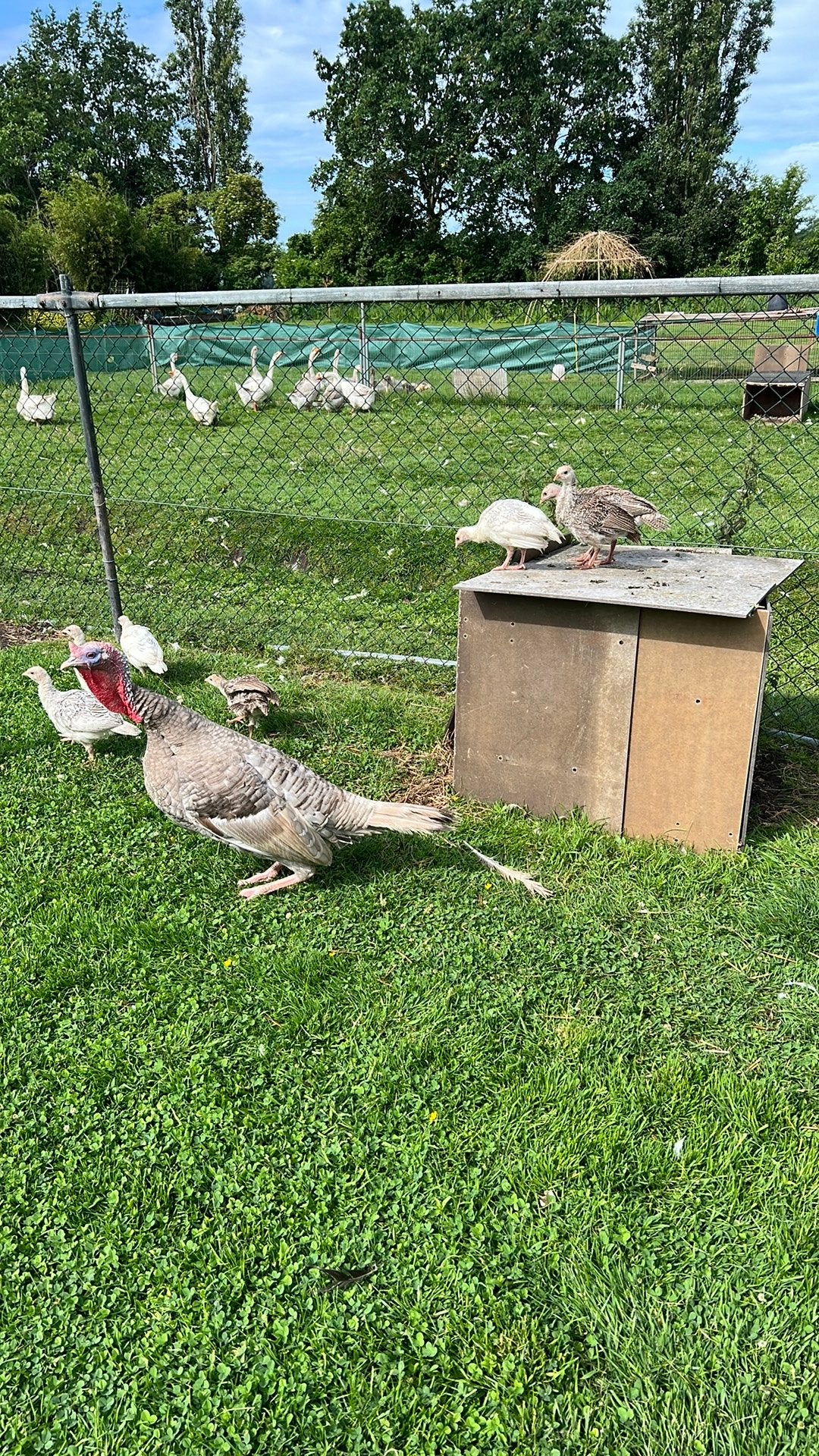 Jonge kalkoenen, Dieren en Toebehoren, Pluimvee, Meerdere dieren, Kalkoen