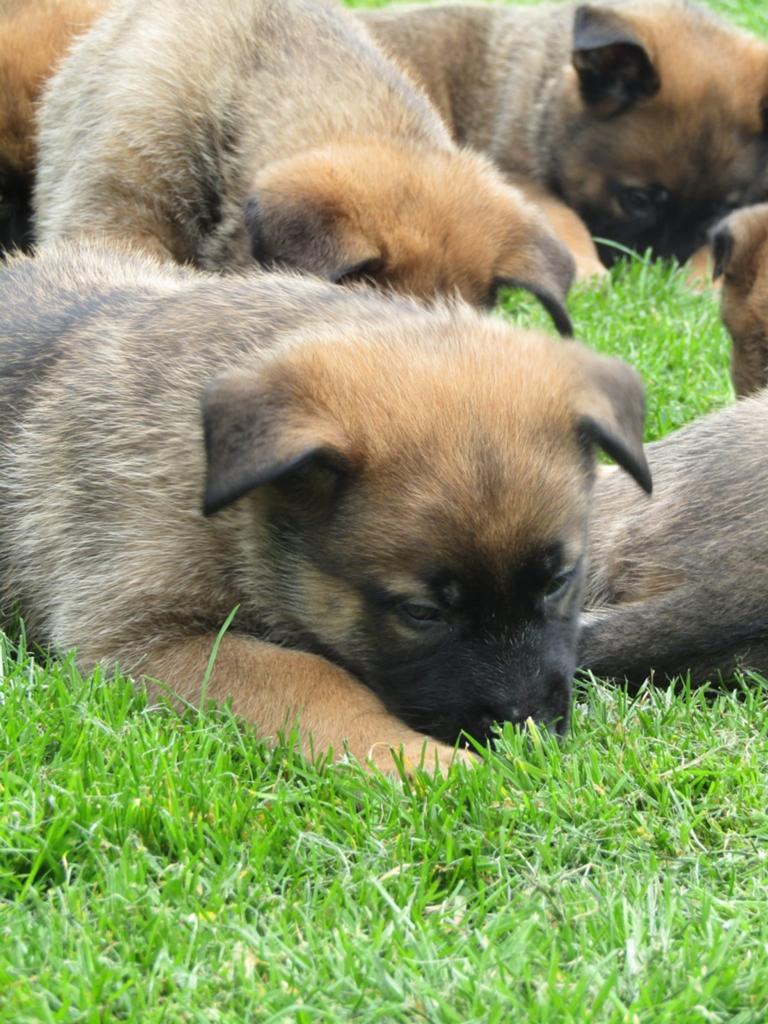 Kruising Mechelse herder /Duitse herder, Dieren en Toebehoren, Honden | Herdershonden en Veedrijvers, Reu, 8 tot 15 weken, Meerdere