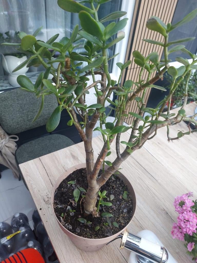 Grote Jadeplant (Crassula Ovata) - Makkelijk te verzorgen, Ophalen