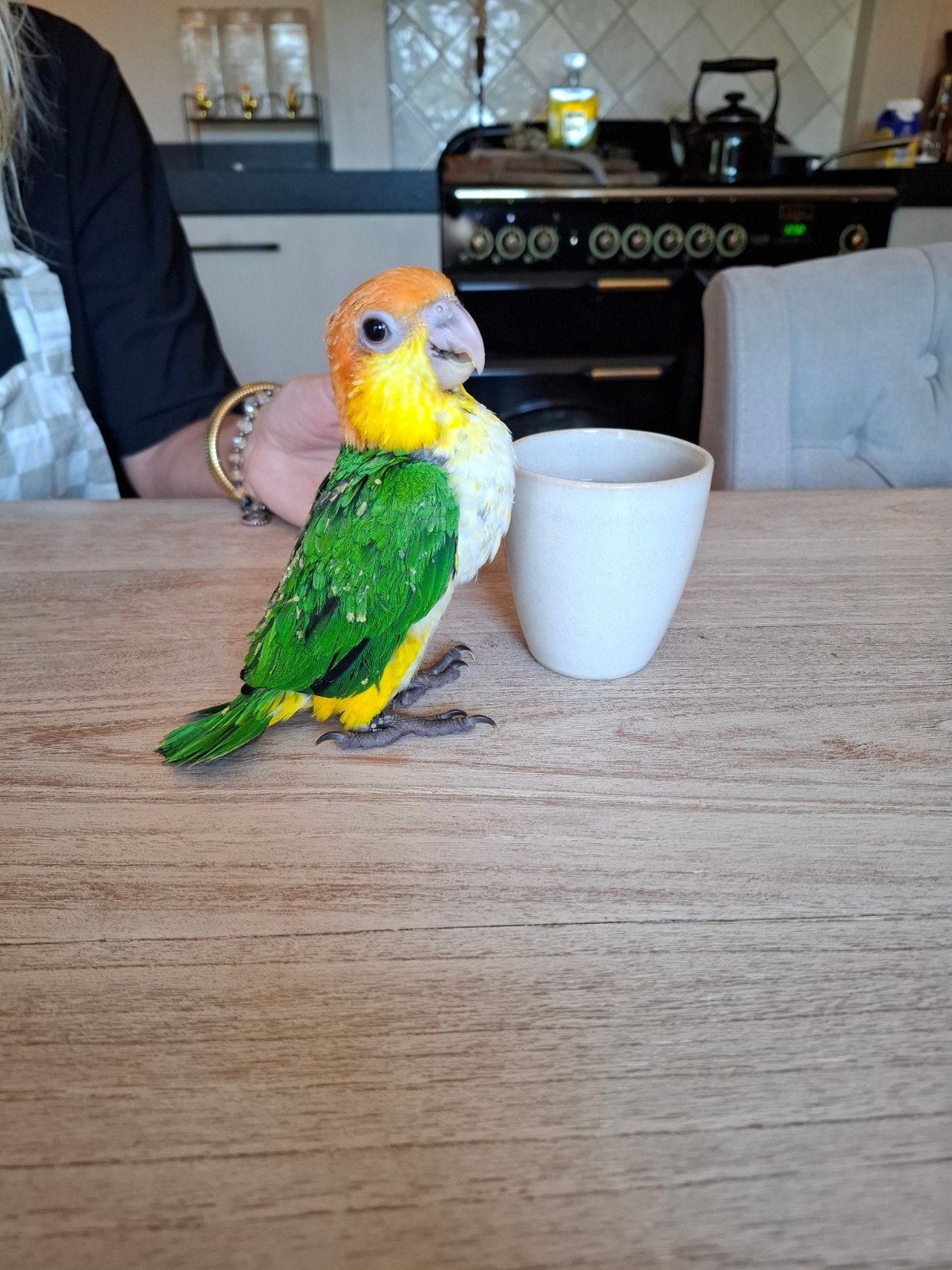 baby caique roestkop, Dieren en Toebehoren, Geslacht onbekend, Papegaai, Geringd