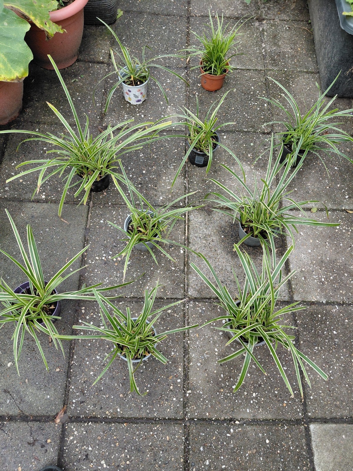 carex morrowie variegata €1,50 per stuk, Vaste plant, Siergrassen, Ophalen of Verzenden, Bloeit niet