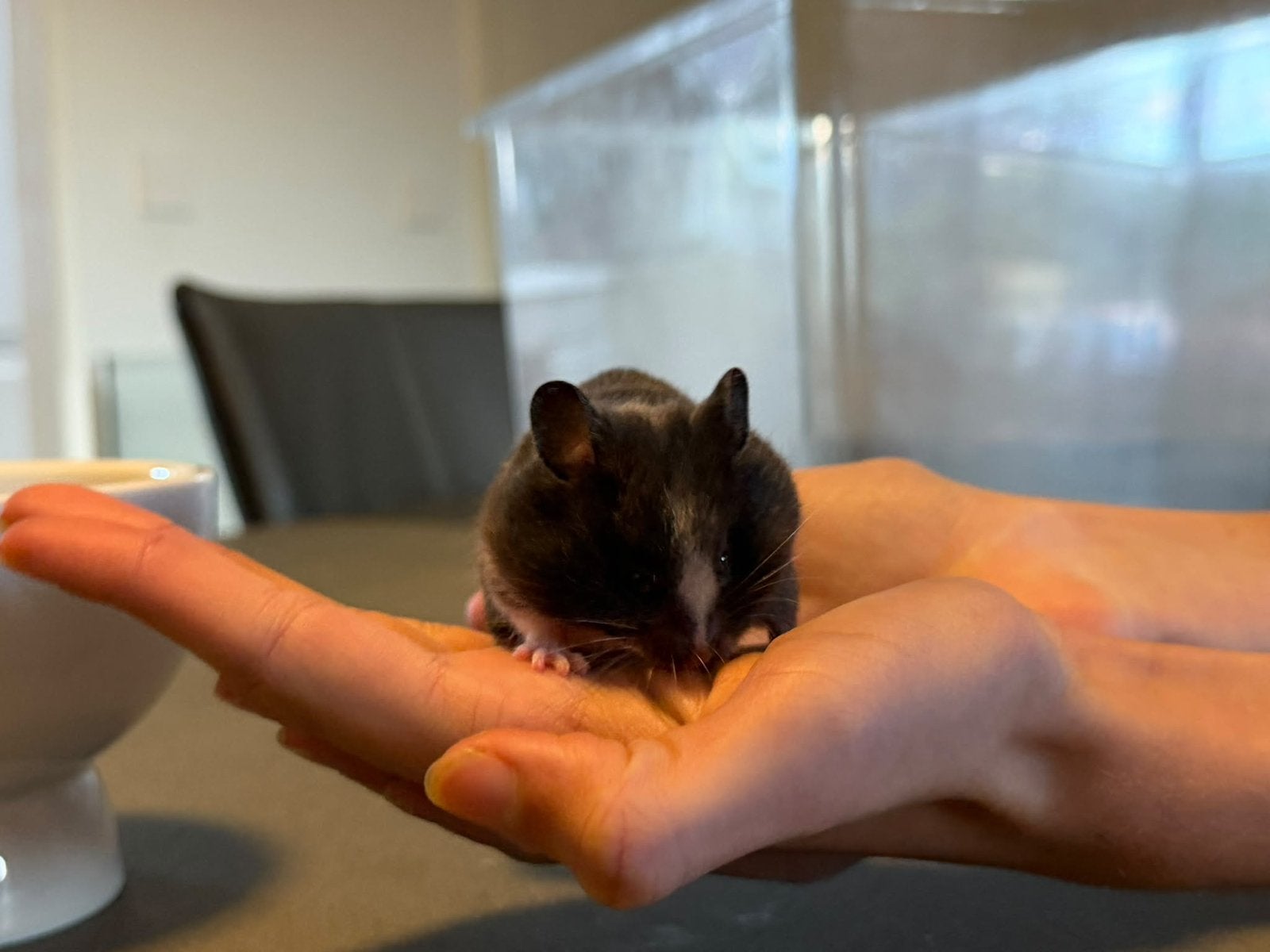 Baby goudhamster Streepje, Dieren en Toebehoren, Hamster, Vrouwelijk, Tam, September