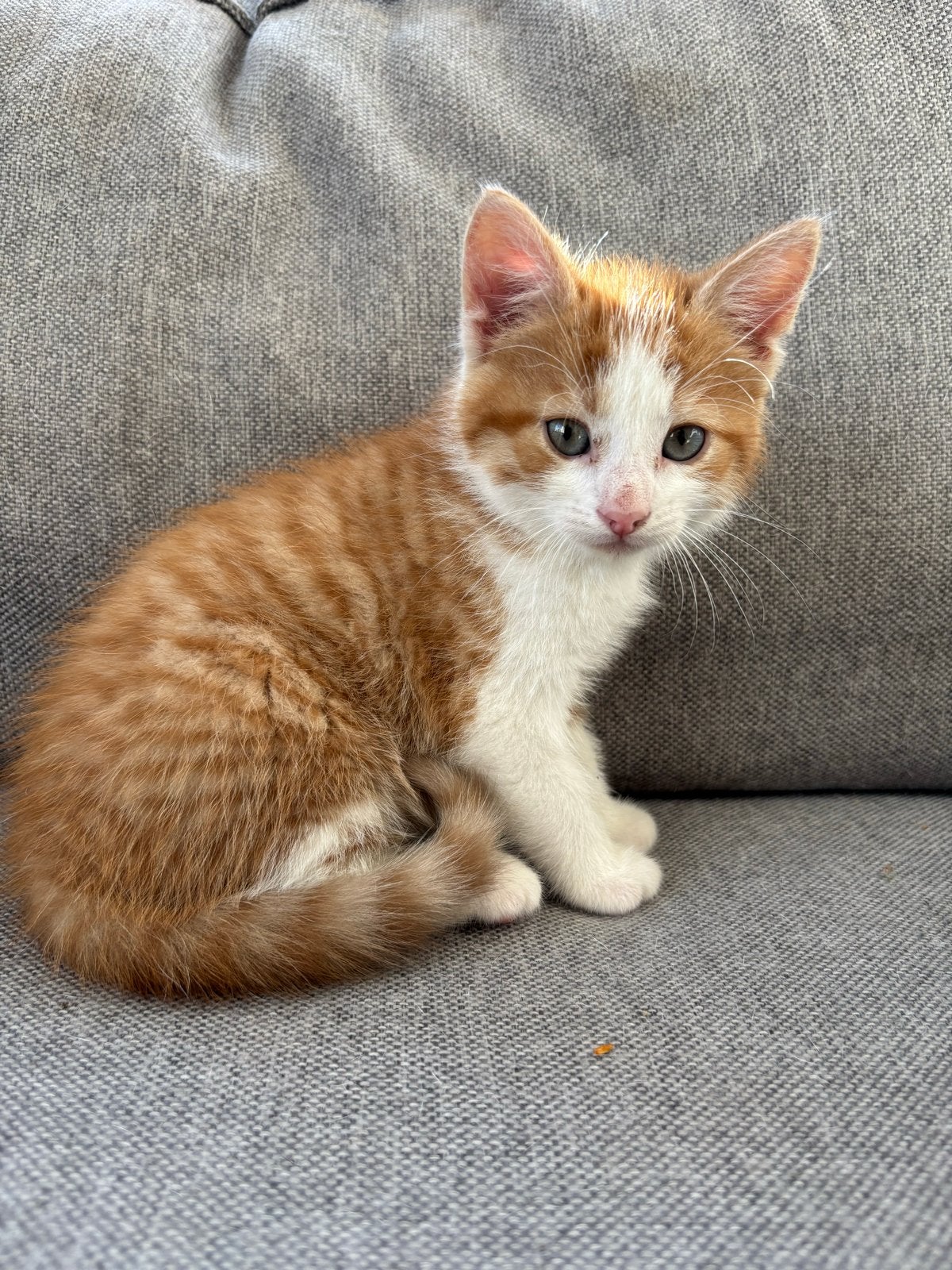 Kittens, Dieren en Toebehoren