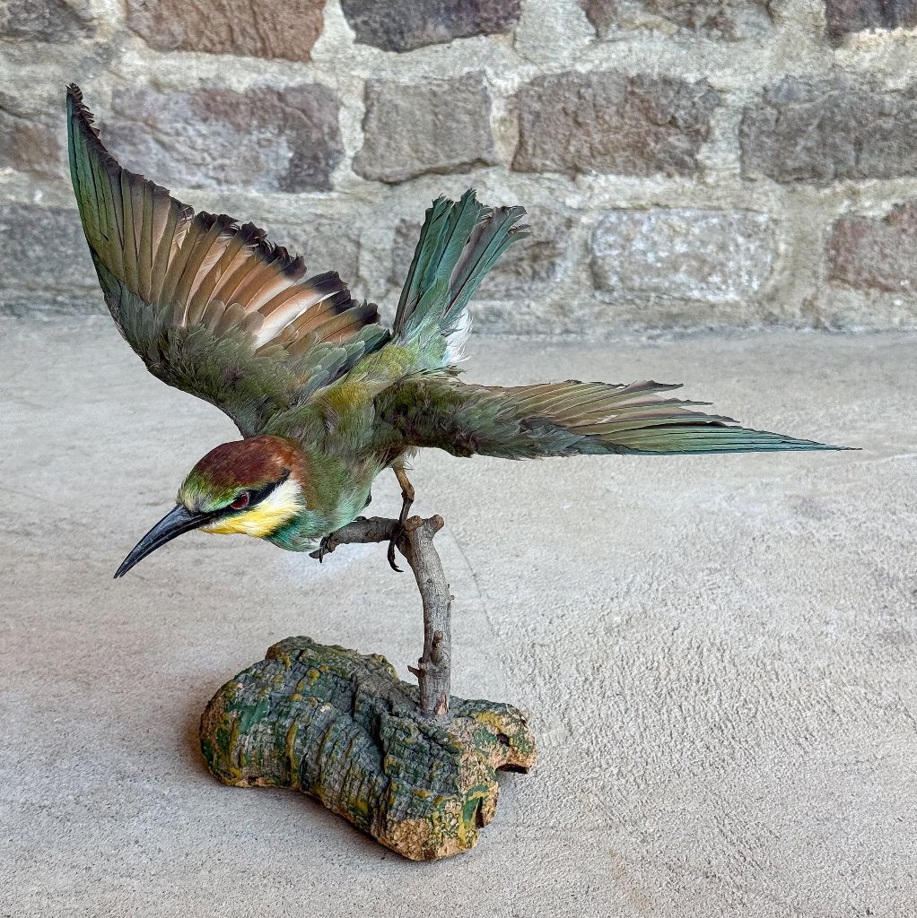 Antieke Opgezette Bijen-eter Vogel Taxidermie Curiosa Decor, Ophalen of Verzenden, Gebruikt, Vogel, Opgezet dier