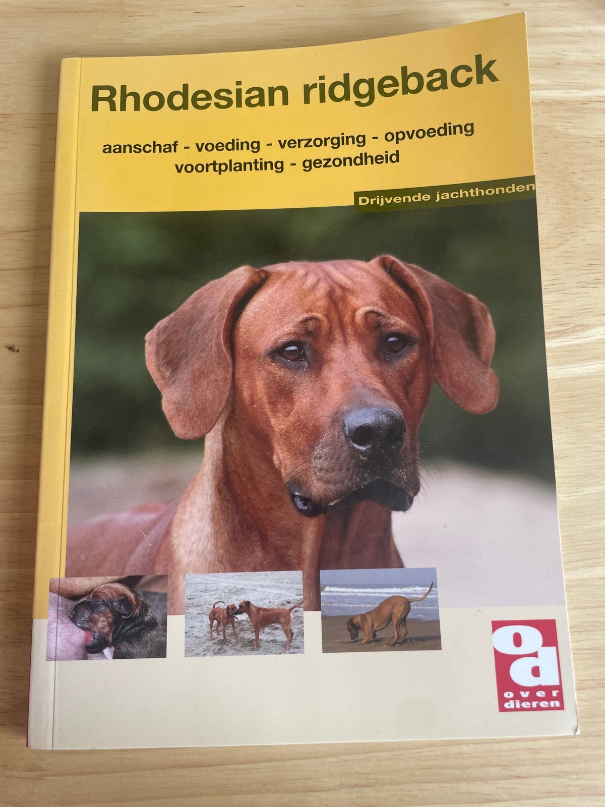 Rhodesian Ridgeback: aanschaf, voeding, verzorging, opvoedin, Ophalen of Verzenden, Zo goed als nieuw, Honden