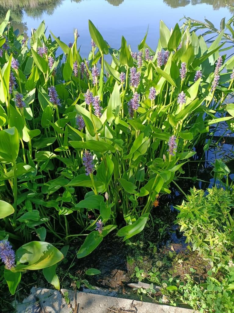 Pontederia Cordata oeverplant, Ophalen