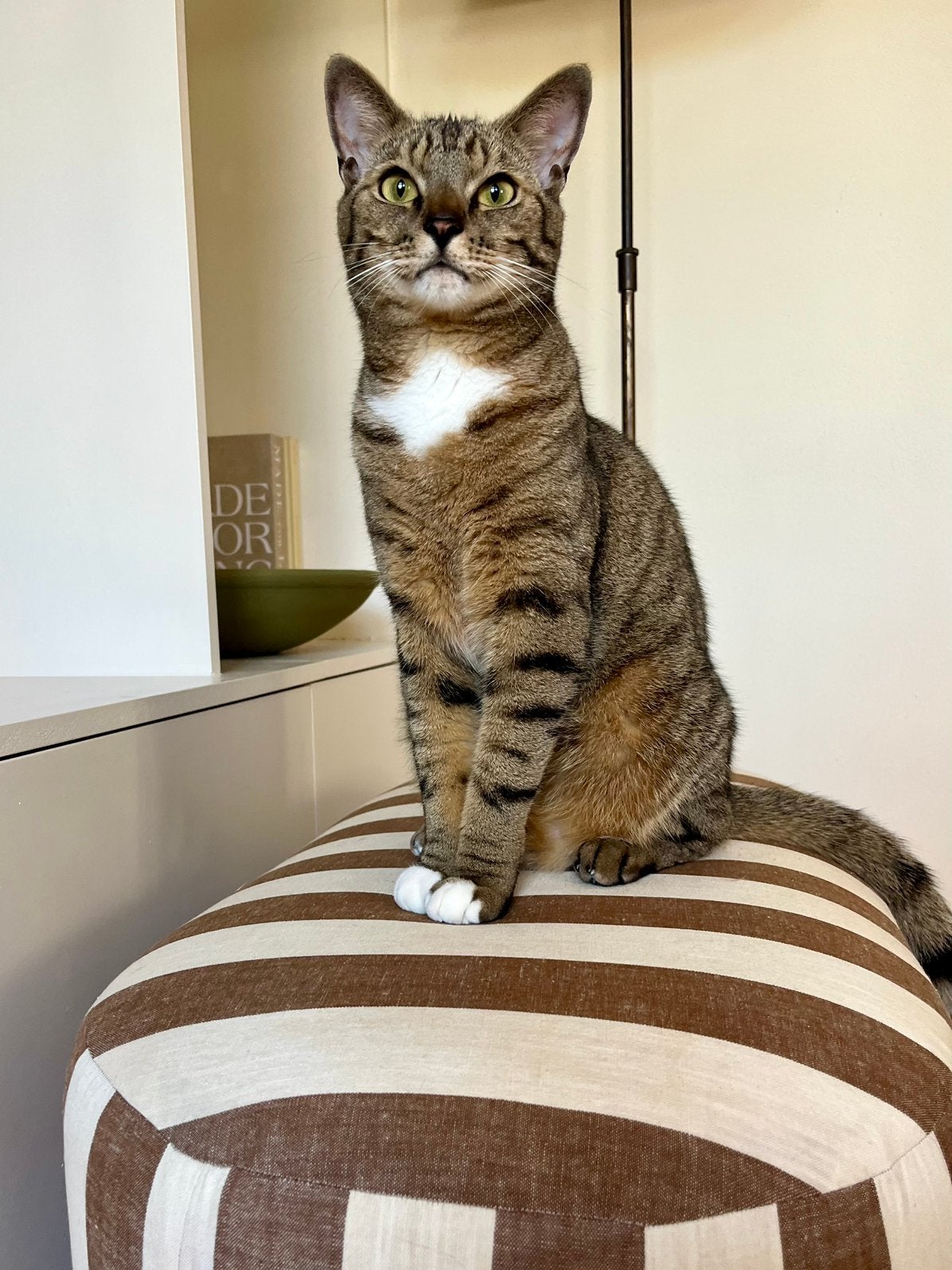 Vermist Teddy haaksbergen sinds 1 aug, Dieren en Toebehoren, Vermiste en Gevonden Dieren