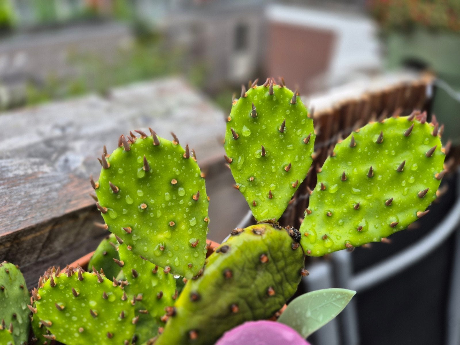 Opuntia Cactus stek, Overige soorten, Volle zon, Vaste plant, Ophalen of Verzenden