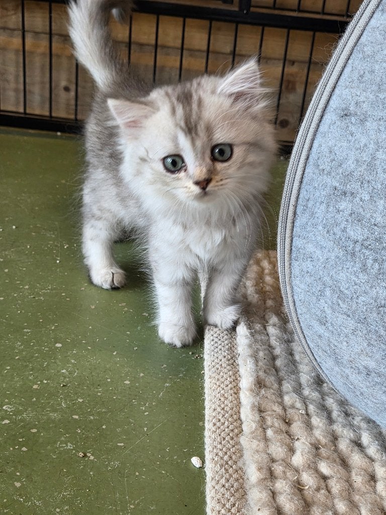 Super sociale britse korthaar kittens mogen nest verlaten, Kater, Gechipt