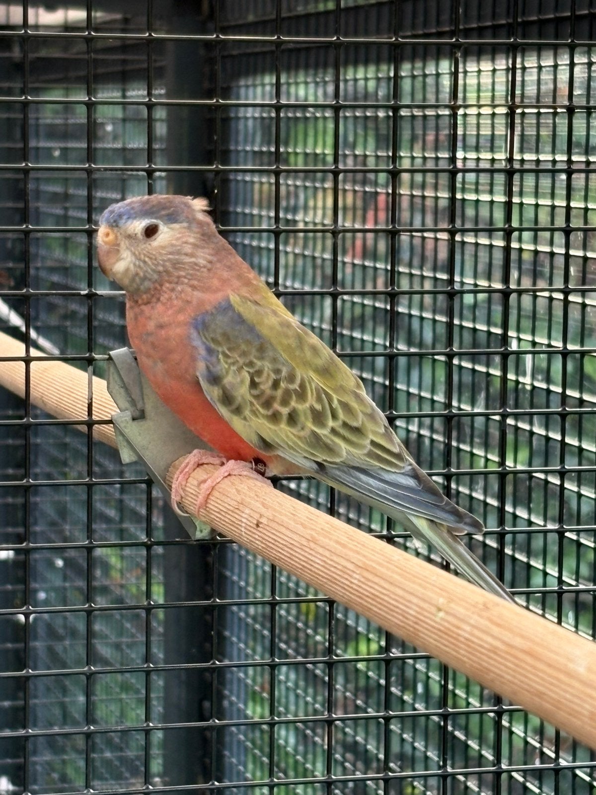 Bourke parkiet koppel, Meerdere dieren, Parkiet, Geringd