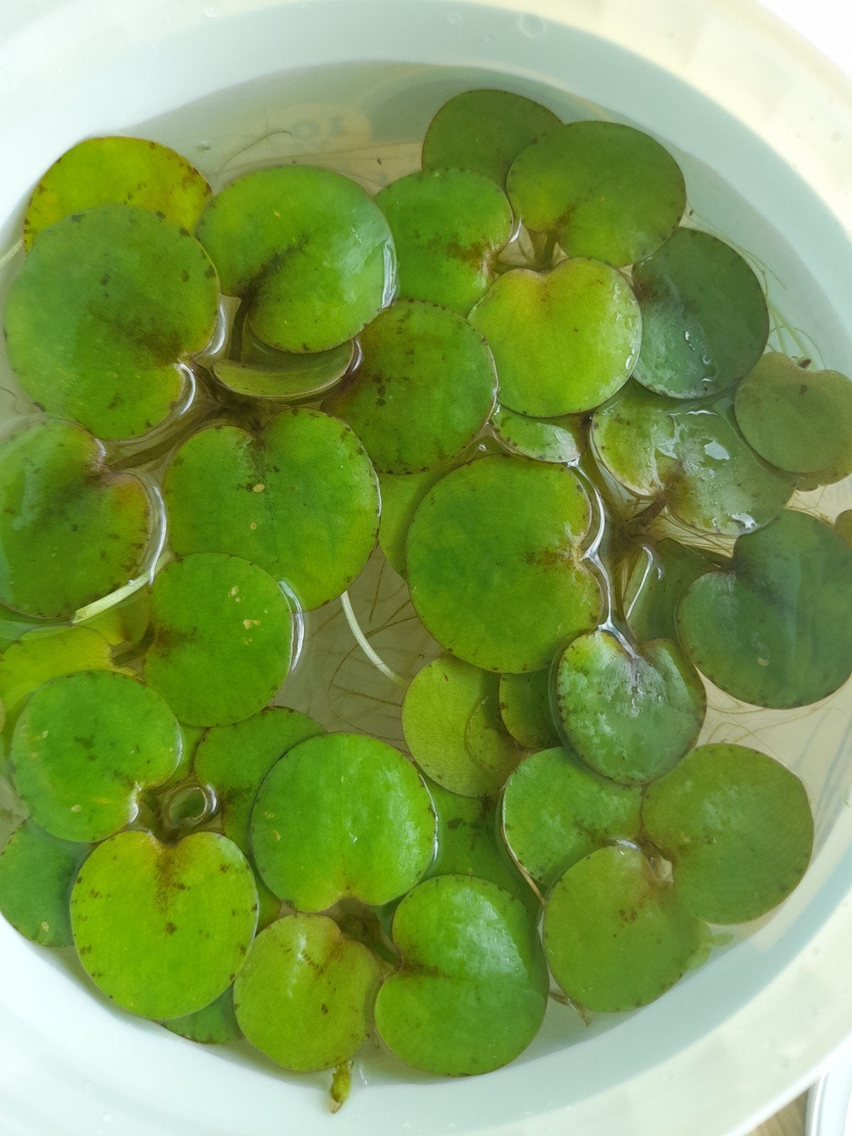 Groene drijfplant, kikkerbeet, Limnobium laevigatum, Dieren en Toebehoren, Vis