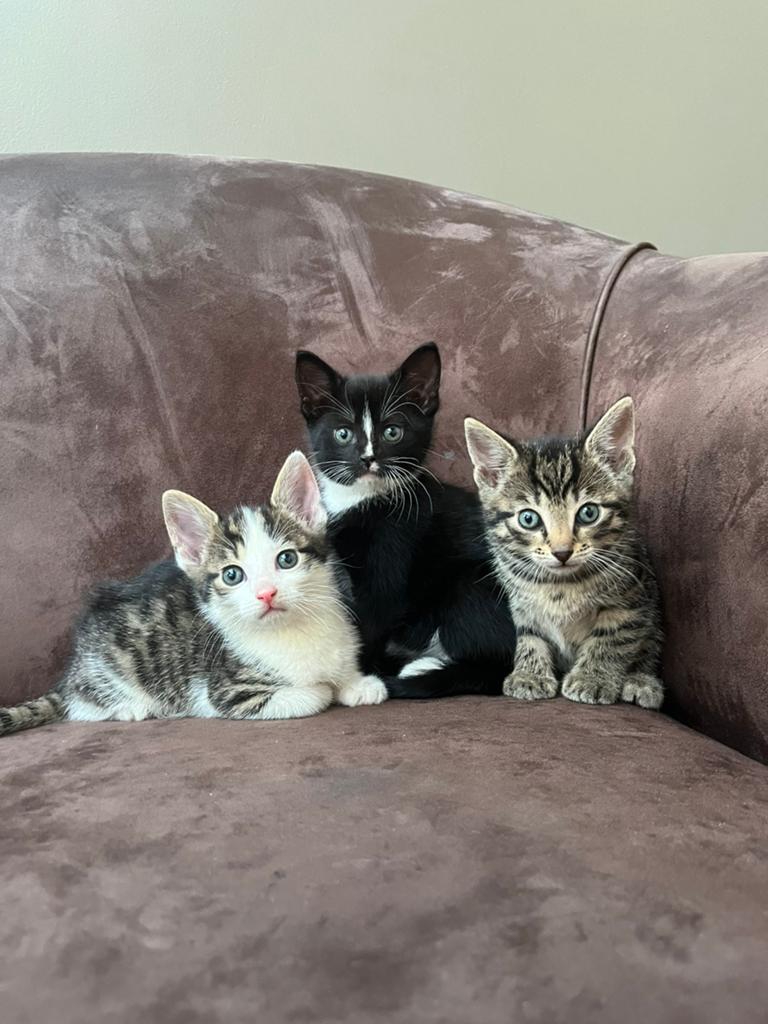 3 kittens te koop, Meerdere dieren