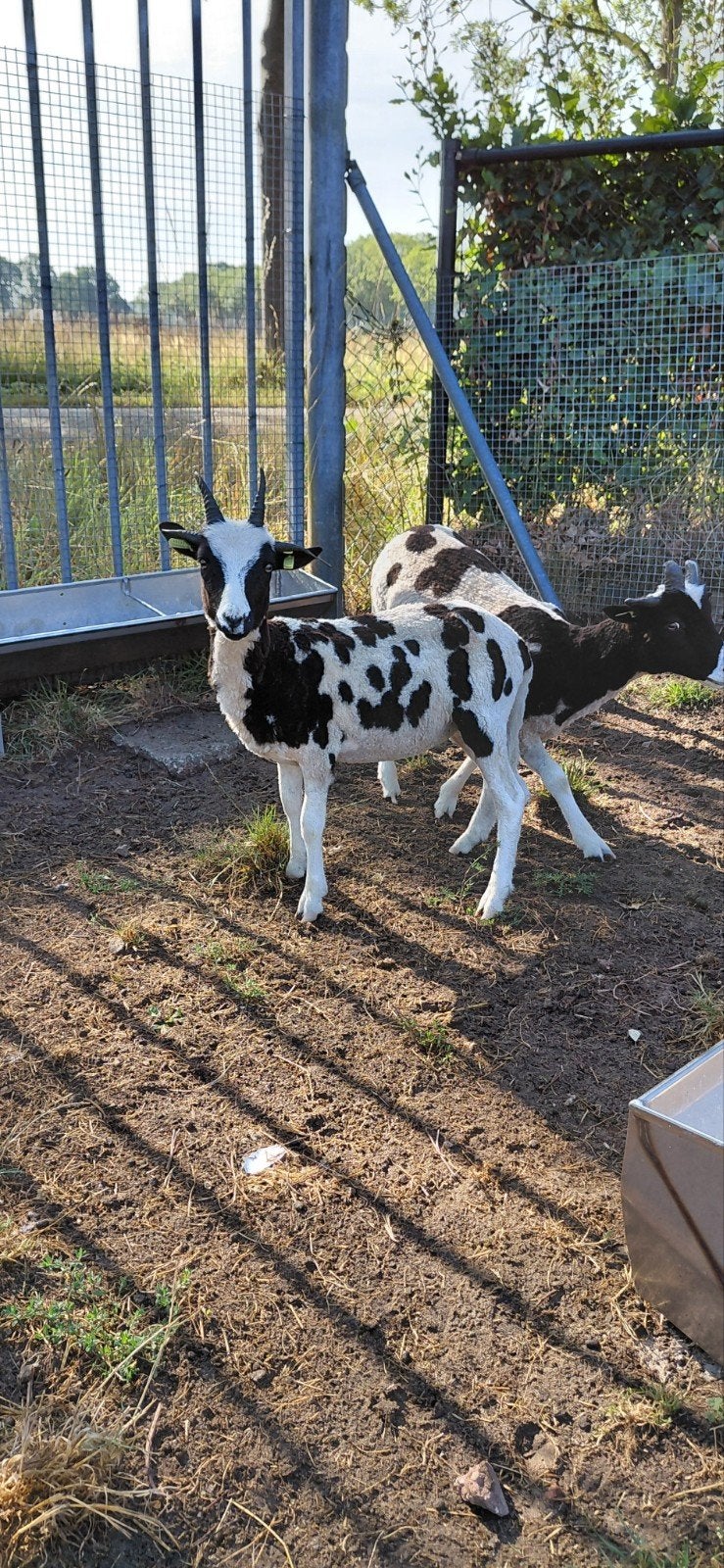 Jacobschaap ooilammeren en wat oudere ooien, Dieren en Toebehoren, Vrouwelijk, Schaap