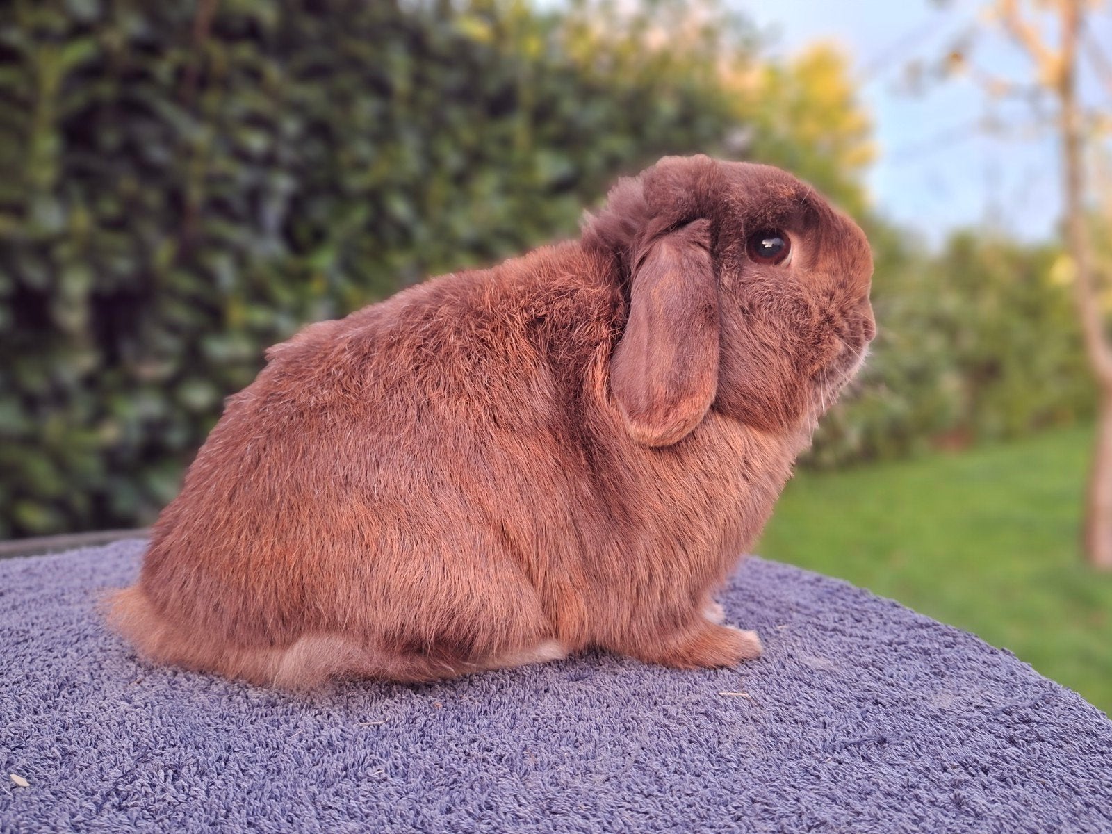 Gecastreerde minilop ram, Mannelijk, Dwerg, Hangoor, 0 tot 2 jaar