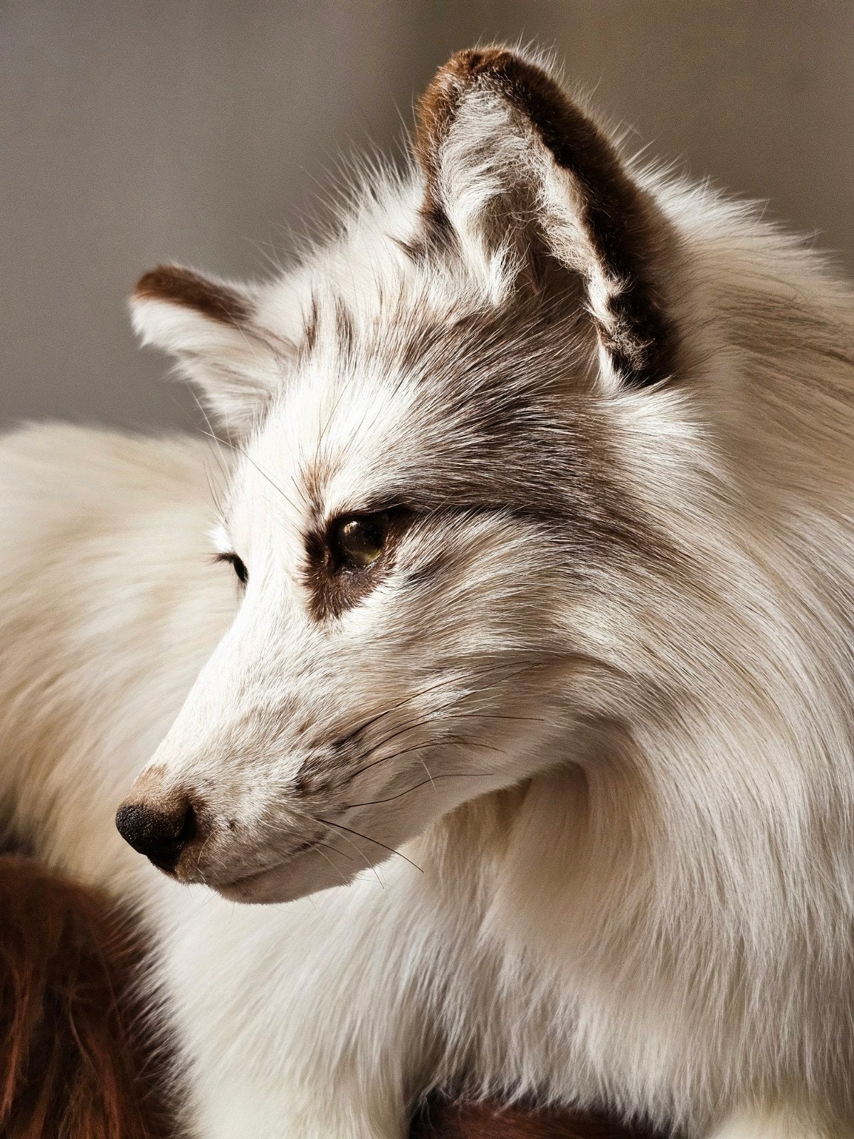 Mooie Softmount vos Taxidermie, Ophalen of Verzenden, Wild dier, Opgezet dier