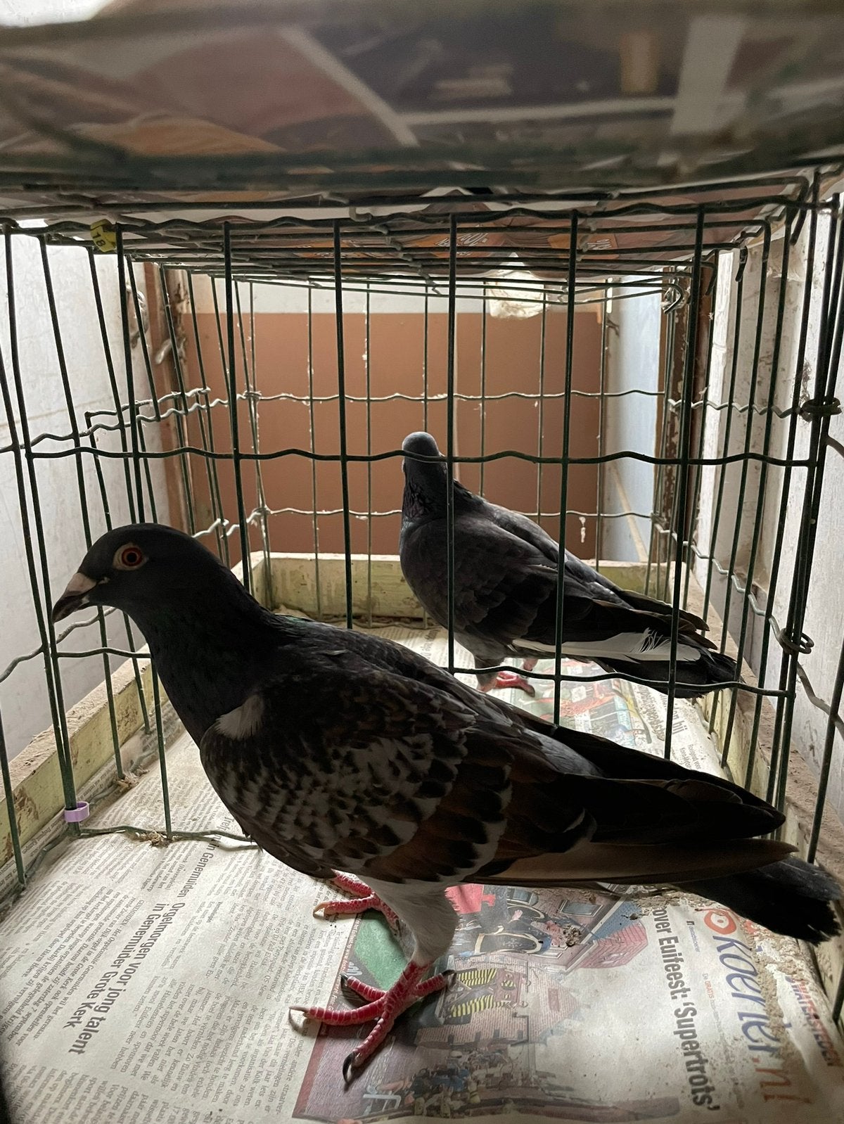 Koppel postduiven, Dieren en Toebehoren, Vogels | Duiven, Meerdere dieren, Postduif