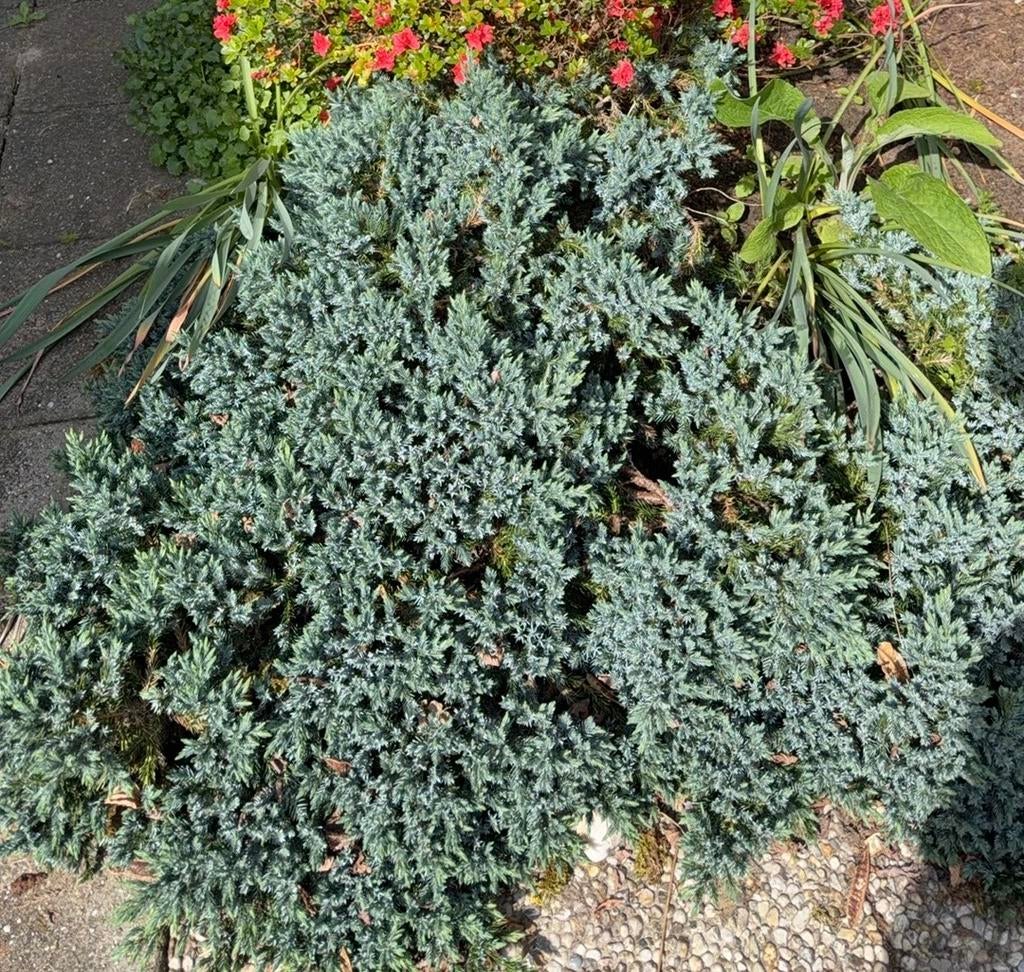 Blauwe Dwergjeneverbes (Juniperus procumbens 'Nana'), Ophalen, Bodembedekkers, Volle zon, Vaste plant