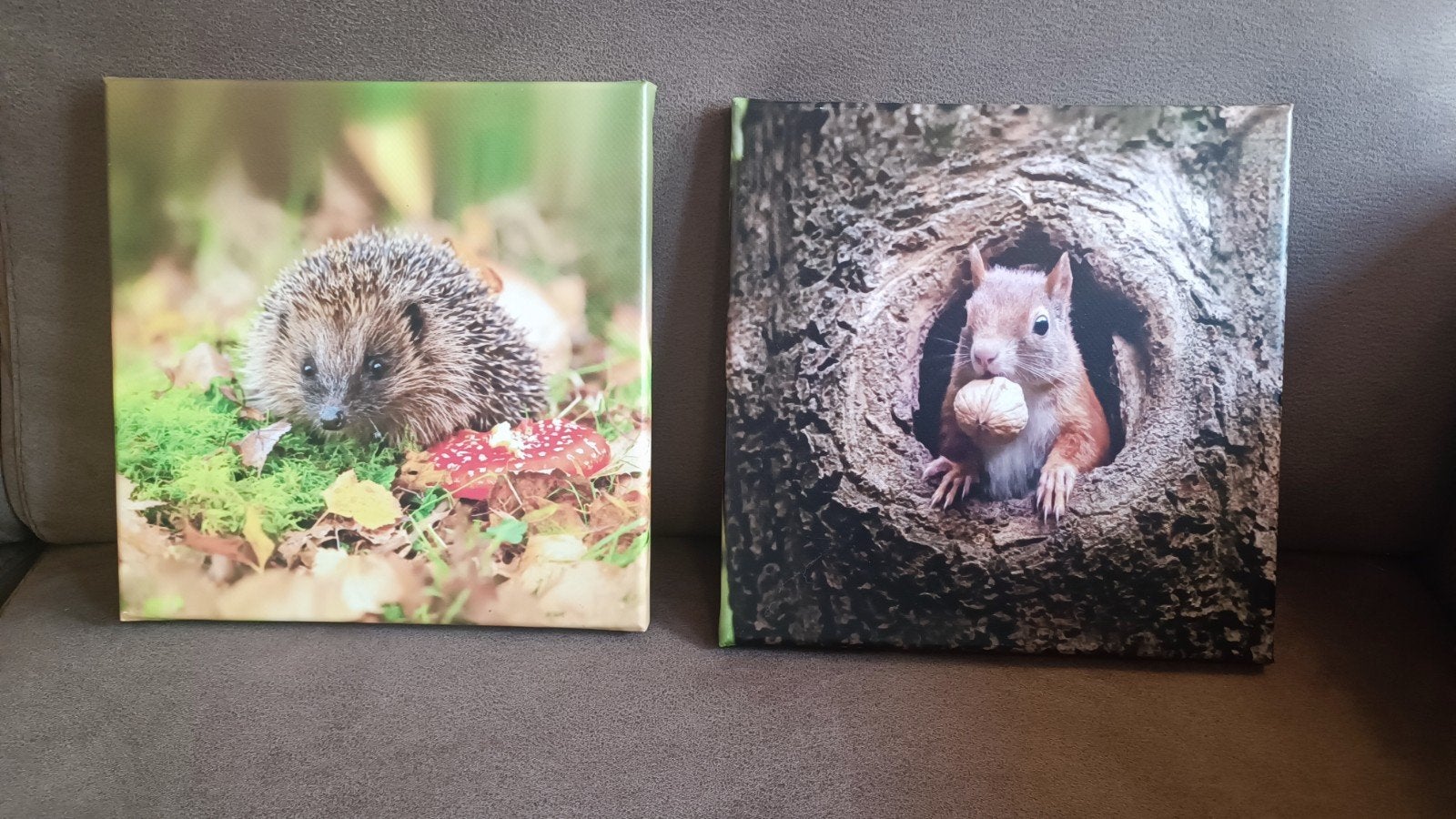 Leuke foto's: egel en eekhoorn (25x25cm), Ophalen, Minder dan 50 cm, Gebruikt, Foto of Poster