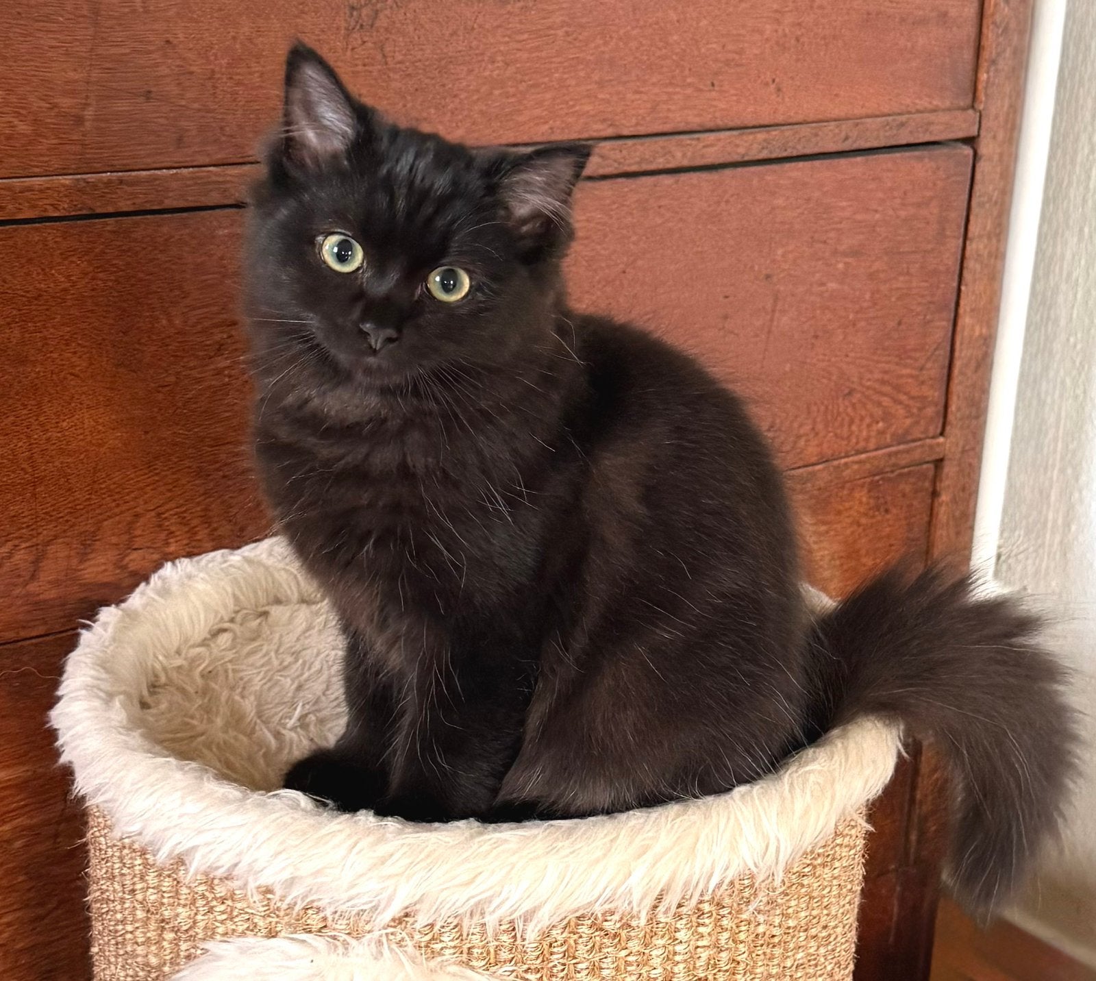Zwart Ragdoll met vleugje Britse korthaar kitten, Dieren en Toebehoren, Katten en Kittens | Raskatten | Korthaar, Kater, Ontwormd