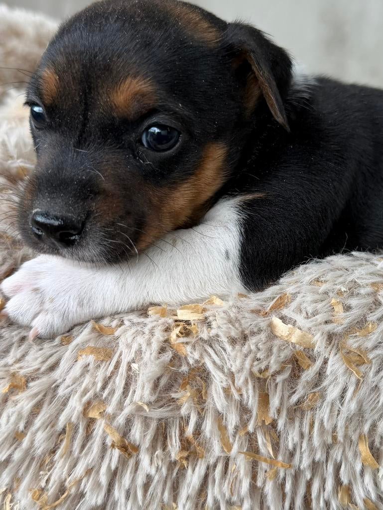 Jack russel, Dieren en Toebehoren, Honden | Jack Russells en Terriërs, België, Particulier, Jack Russell Terriër, 8 tot 15 weken