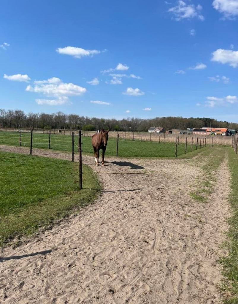 Plekken vrij op de Pearl Ranch!, Dieren en Toebehoren, Stalling en Weidegang, Weidegang, 2 of 3 paarden of pony's
