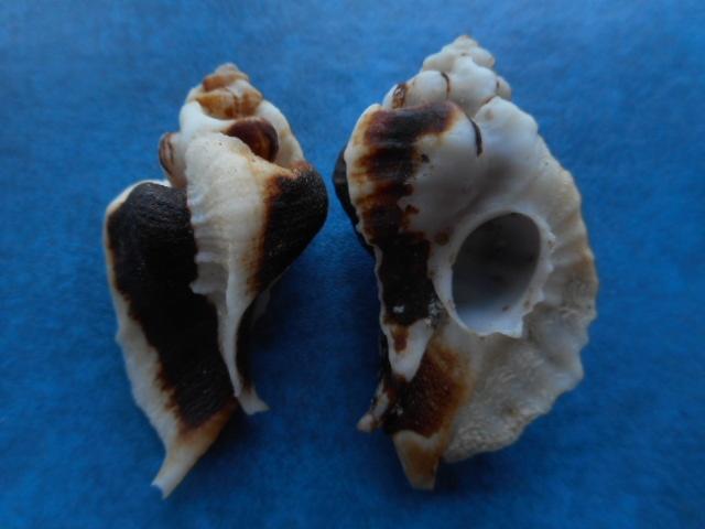 Schelpen: Murex (Jaton) decussatus Gmelin f++g 38-40mm, Verzamelen, Mineralen en Fossielen, Verzenden, Schelp(en)