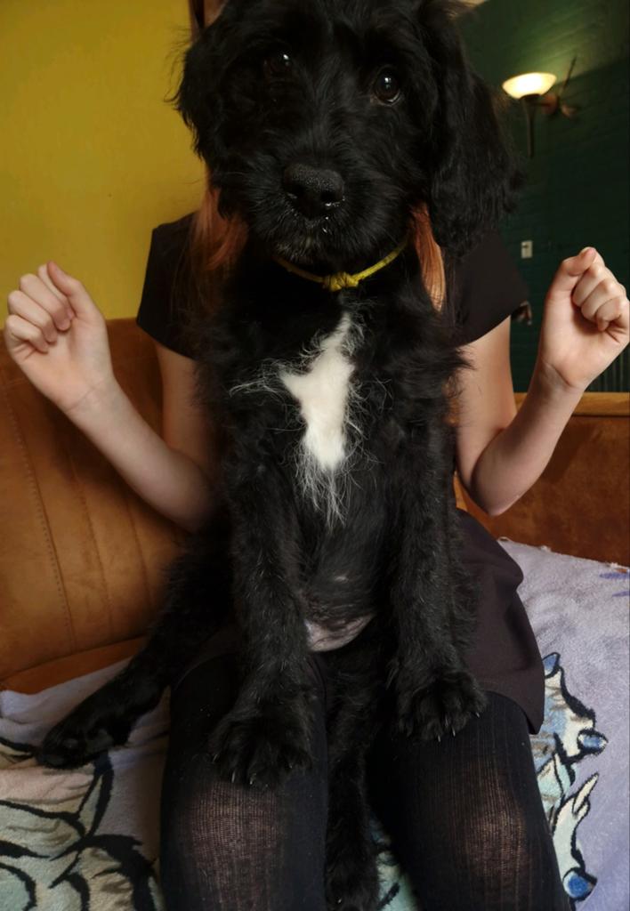 Medium Doodle pups nog 3 reutjes beschikbaar, Meerdere dieren, Eén hond, Middel, Nederland